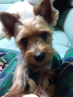 愛犬ちゃん