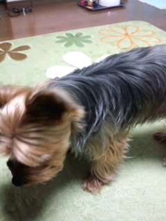愛犬